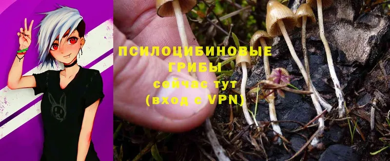 Галлюциногенные грибы Psilocybine cubensis  ссылка на мегу tor  Нестеровская 